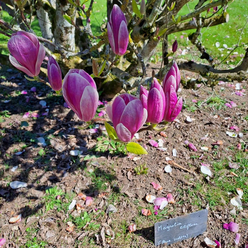 jardinpanneauarbre2023