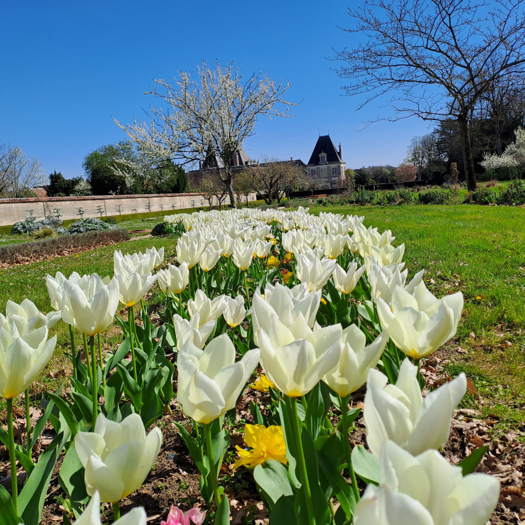 jardintulipe2023