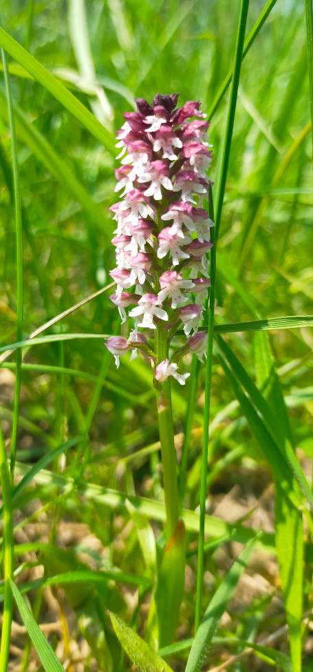 orchis brulée