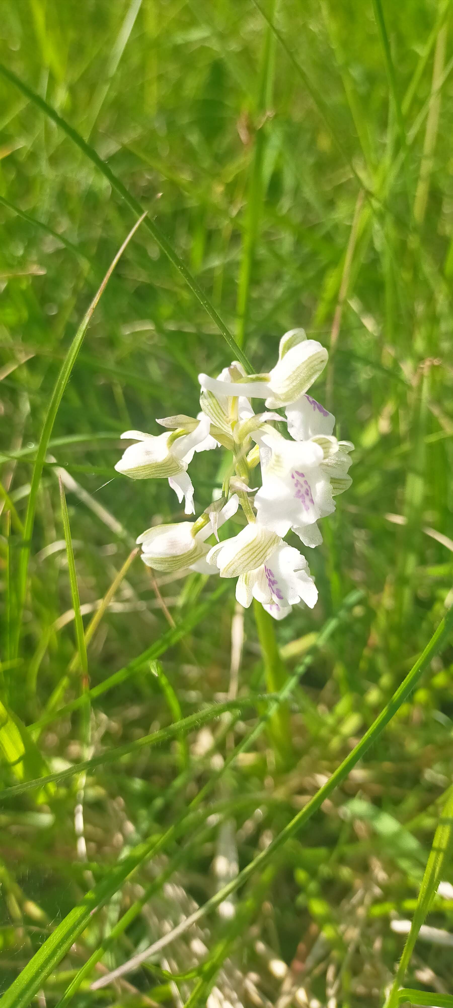 orchis à fleur blanche