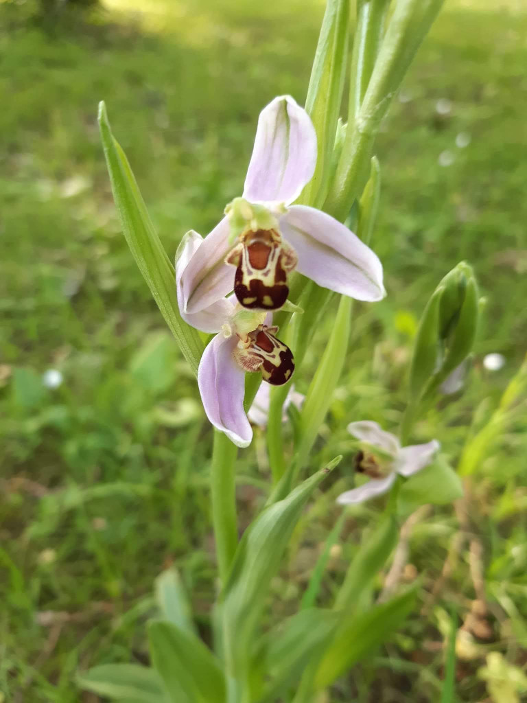 orchis abeille