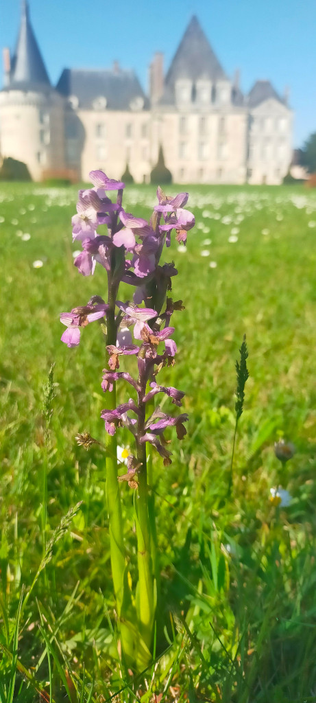 orchis à  fleurs lâches