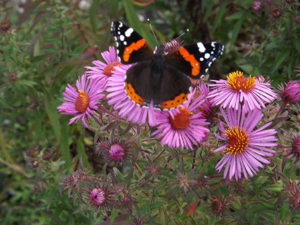 papillon