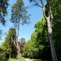 Les arbres du Parc