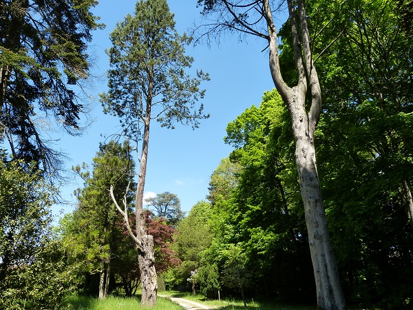 arbres-parc