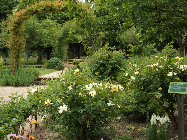 roses-jardin