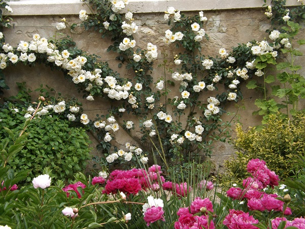 roses jardin fleuri